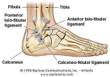 calcaneofibular ligament