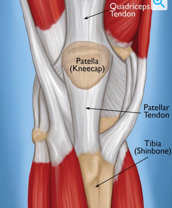 patella flat bone